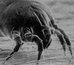 dust mite